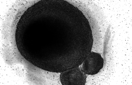 칼슘세포공학 연구실